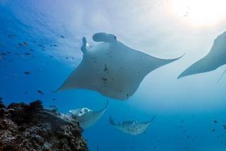 Lady Elliot Island Eco Resort Экстерьер фото