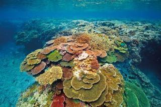 Lady Elliot Island Eco Resort Экстерьер фото