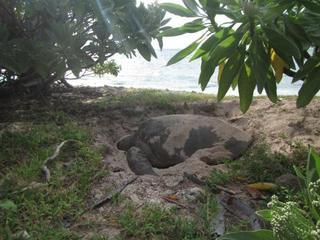 Lady Elliot Island Eco Resort Экстерьер фото